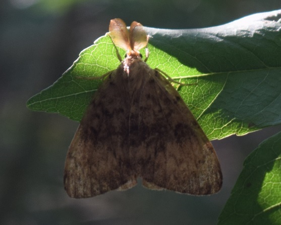 Lymantria dispar, maschio (Erebidae Lymantriinae)